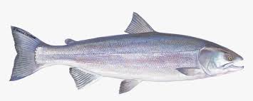 Salmon Fish Png Transparent Png Transparent Png Image Pngitem Please remember to share it with your friends if you like. salmon fish png transparent png
