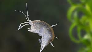 Εξαιτίας του τρόπου που επηρεάζει την μεσομεταιχμιακή οδό ανταμοιβής, η κοκαΐνη είναι εθιστική. Bretanoi Episthmones Brhkan Kokainh Mesa Se Garides Poy Zoyn Se Potamia