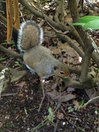 UW Resident Squirrels: Squirrels of Washington State