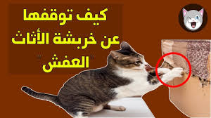 كيف نجعل القطط تتوقف عن خربشة أثاث البيت هام لكل مربي القطط Youtube