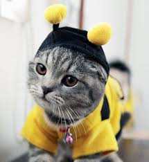 It's also possible to find munchkin cats in rescues and shelters though most of these will. 19 Kittens In Costumes Ideas Kittens Crazy Cats Cute Cats
