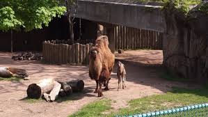 He was born at about 81 pounds, four feet tall, tall gangly legs and the kid has doing very, very well, dan boehm, zoological manager at lincoln park zoo, said. Chicago Zoo Gives Camel A Hamilton Inspired Name Cnn