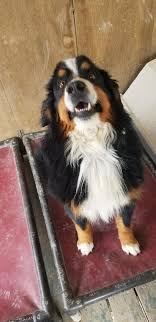 We did not find results for: Bernese Mountain Dog Shipping Rates Services