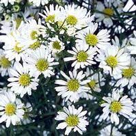 Pin On Cut Flowers