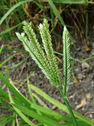 Image result for Eleusine coracana