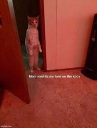 They do not like change and often see other places they have never been as unnerving. Cats Cursed Memes Gifs Imgflip