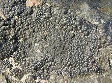 Uranium is found in ores, mostly uranium oxides. Uranium Ore Wikipedia