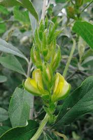 Image result for Rhynchosia holstii