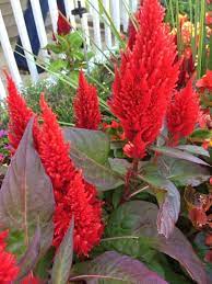 Plume Cockscomb Celosia Plumosa Your Plant Is An Annual Known As Plume Cockscomb Whose Flame Shaped Flowers Are Also Sold In P Plants Annual Plants Flowers