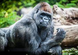 The gorilla and lion are both giant animals but who would win if th. How Strong Is A Gorilla Silverback Strength Vs Humans Grizzly Lion Croc Storyteller Travel
