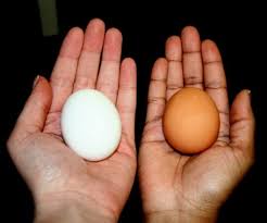Brown Eggs Vs White Eggs White Eggs Brown Eggs Eggs