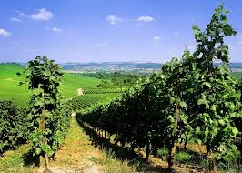 Sponsor merchants are displayed first, followed by merchants with active price lists. Wine Tasting In The Moselle Valley Audley Travel