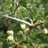 Image result for Acacia grandicornuta