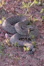 Huh / love yours / huh, love yours / no such thing / no such thing as a life that's better than yours / no such thing as a life that's better than yours (love yours) / no such Prairie Rattlesnakes In The Badlands U S National Park Service