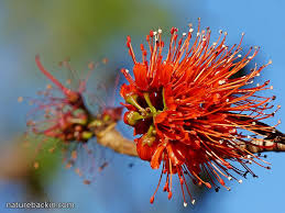 Image result for Greyia