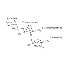 Image result for Gentamicin