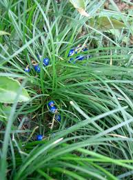 Image result for Ophiopogon