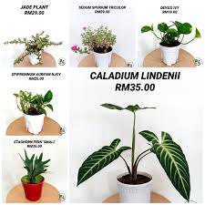 Bagi pencinta bunga pasti akan berasa senang jika pokok bunga hiasan yang ditanam di persekitaran rumah sebagai penyeri dan hiasan sentiasa berbunga. Pokok Hidup Pokok Bunga Gantung Pokok Hiasan Home Furniture Gardening On Carousell