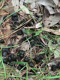 Check spelling or type a new query. Are These Deer Droppings And If So What Type Of Deer Taken In Nsw Australia Hunting