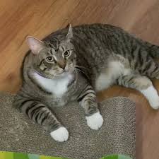 The origins of the maine coon, however, are shrouded in mystery. How To Tell If My Cat Is Part Maine Coon Quora