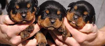 New born pups must be with the mother. Where Dogs Like To Be Petted Mississippi Rottweilers