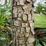 Image result for Cassia abbreviata