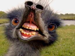Freaky Emu Animals Wild Animals Beautiful Animals