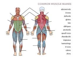 For example, the tibialis anterior is named after the part of the bone to which it is attached (the anterior portion of the. Human Body Muscles By La Paloma Teachers Pay Teachers