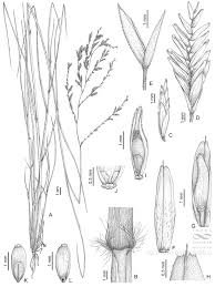 Image result for Leptochloa obtusiflora
