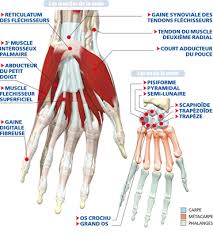 Le corps humain fiches pédagogiques. La Main Le Corps Humain