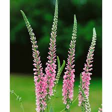 699 artikel in dieser kategorie. Veronica Longifolia Pink Damask Pflanzen Fur Dich De 4 50
