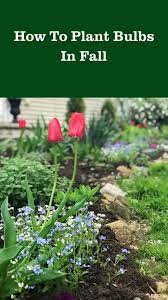 How To Plant Bulbs In Fall Pinterest
