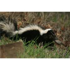Homemade Skunk Repellent The Natural Way Skunk Smell Skunk Repellent Skunk Spray