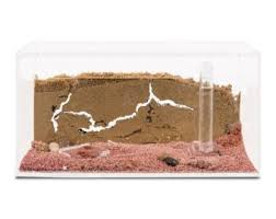 Sand Ant Farm Basic Anthill Formicarium Educational Ants Etsy In 2021 Formicarium Ant Farms Ants