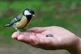 طائر الحداد او القرقف كل ماتود معرفته حول هذا الطائر طيور العرب Animals Bird