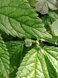 Image result for Elatostema welwitschii