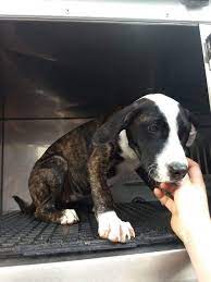 Home burial or pet cemetery. Adopt Ivy On Petfinder Dog Adoption Help Homeless Pets Animals