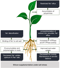Function of silicon in plant cell wall. Fascinating Role Of Silicon To Combat Salinity Stress In Plants An Updated Overview Sciencedirect