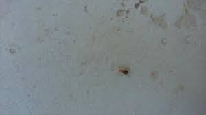 Ectobius Vinzi Cafard De Jardin Ou D Interieur Le Monde Des Insectes