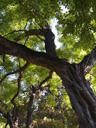 Image result for Tipuana tipu