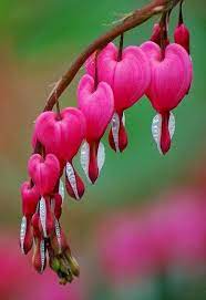 Bleeding Heart Unusual Flowers Bleeding Heart Flower Beautiful Flowers
