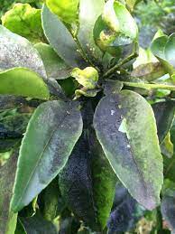 Most insects do no harm to your citrus trees. Citrus Sooty Mold Isn T Actually A Plant Disease But A Black Powdery Fungus That Grows On Branches Leaves An Citrus Trees Citrus Plant Lemon Tree Potted Care