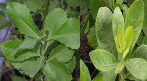 Hasil gambar untuk Daun Beluntas