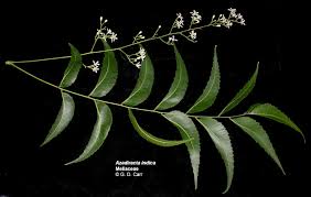 Image result for Meliaceae