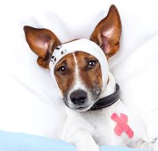 Find opening times and closing times for pet emergency room in 6394 south dixie highway, miami, fl, 33143 and other contact details such pet emergency room opening hours. Emergency Vet 24 Hour Animal Hospital