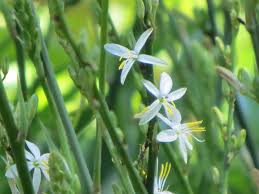 Image result for Chlorophytum bowkeri