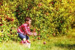 Was viele nicht wissen ist, dass gewisse pflanzen nach dem einsetzen im garten direkt geschnitten werden müssen. Obstbaum Fur Den Kleinen Garten Diese Sorten Bleiben Niedrig