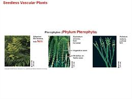 • in costa rica alone > 1,000 species. Plant Diversity I How Plants Colonized Land Online Presentation