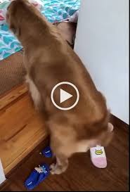 Fun Dance For The New Day Cute Funny Animals Funny Animal Videos Funny Animals