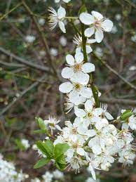 Check spelling or type a new query. White Flowering Trees That Signpost Spring Act 1 Early Spring Forestry Journal